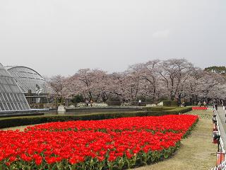 京都府立植物園.JPG